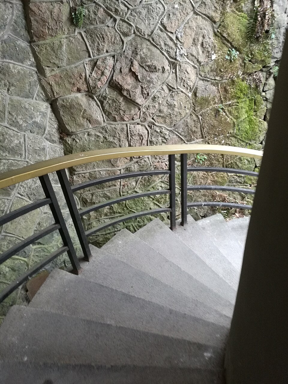 浙江莫干山竹林覆盖的山坡