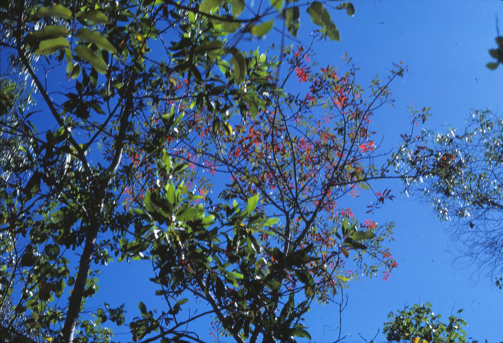 丹翠藤本森林中缠绕的藤蔓与古树