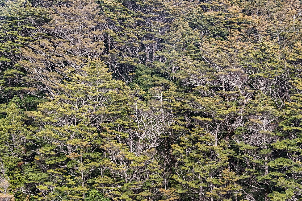 汤加里罗下斜坡上的高山山毛榉森林